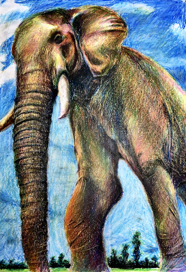 ゾウ